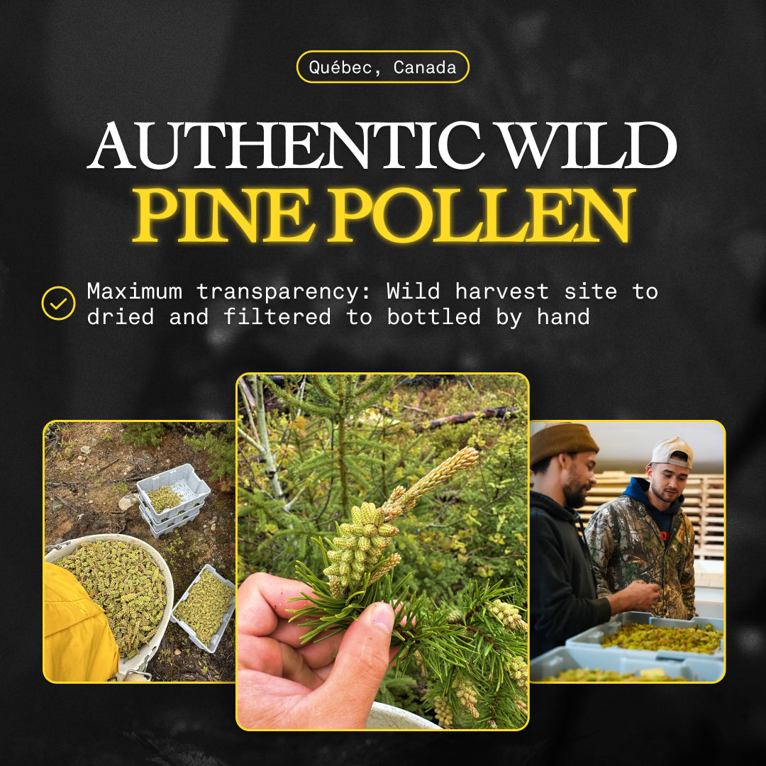 Pine Pollen Liquid Drops – Wild Harvested from Canada | 120ml (4 fl oz)