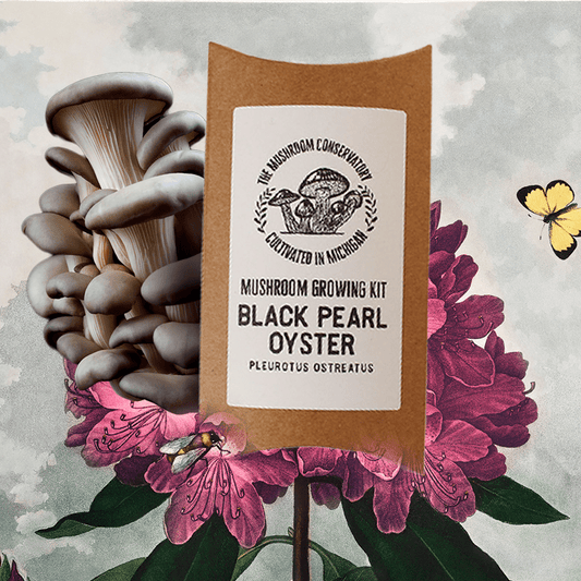 Black Pearl Oyster Mushroom Growing Kit - Gourmet Edible Fungi at Home