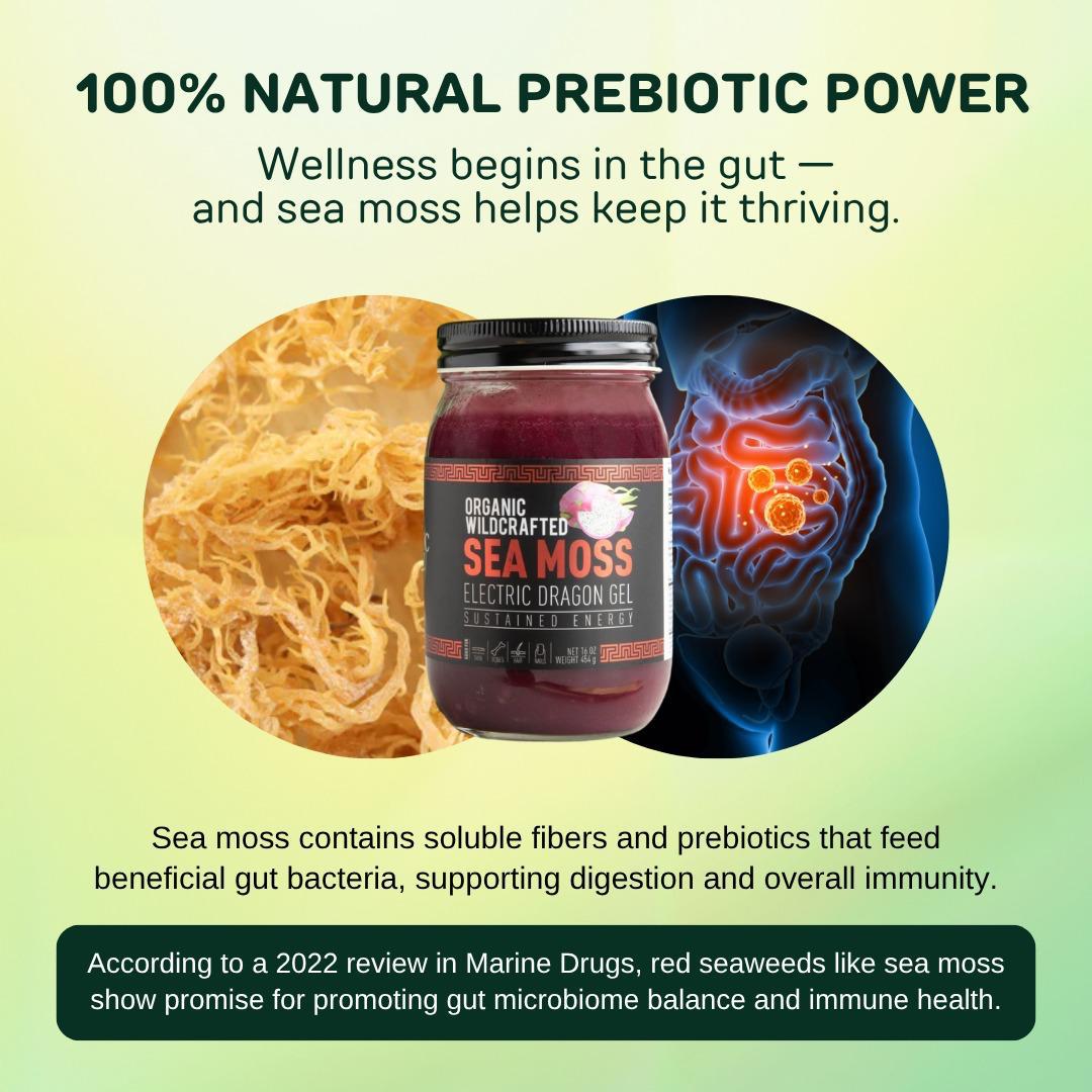 Strawberry Banana Sea Moss Gel / Organic Wildcrafted Oasis Blend (Fresh, Ready-to-Use)