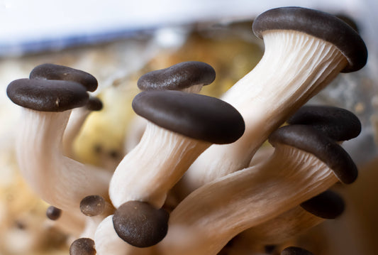 Black Pearl Oyster Mushroom Growing Kit - Gourmet Edible Fungi at Home